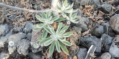 Echeveria coccinea