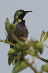 Cinnyris bifasciatus