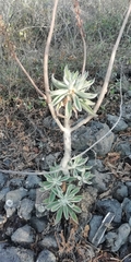 Echeveria coccinea