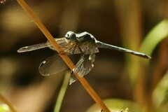 Hemistigma albipunctum