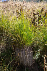 Carex nigra