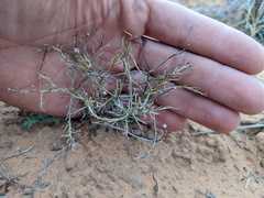 Chaetopappa ericoides