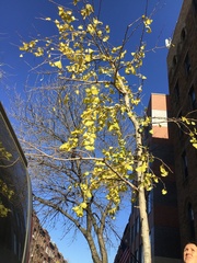 Ginkgoales