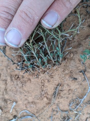 Chaetopappa ericoides