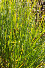 Carex nigra