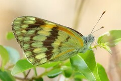 Colotis vesta