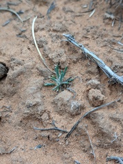 Munroa squarrosa