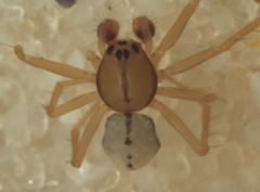 Diploplecta