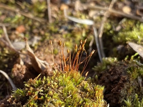 Ditrichum pusillum, 2022-12-06