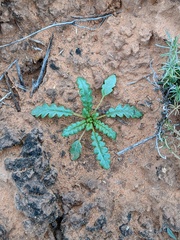 Phacelia