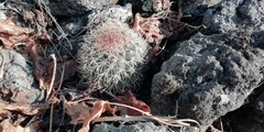 Mammillaria rhodantha