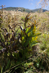 Veratrum album