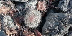 Mammillaria rhodantha