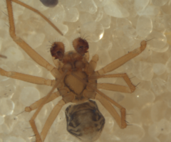 Diploplecta