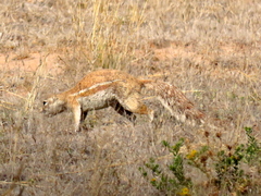 Geosciurus inauris