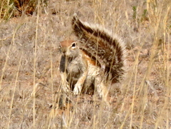 Geosciurus inauris