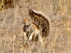 Geosciurus inauris