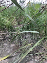 Phormium