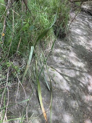 Phormium