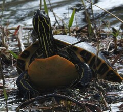 Pseudemys floridana