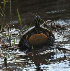 Pseudemys floridana