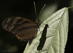 Heliconius ismenius