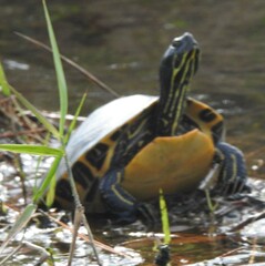 Pseudemys floridana
