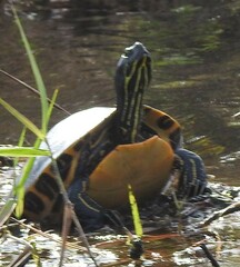 Pseudemys floridana