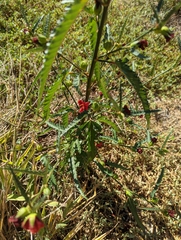 Sphaeralcea angustifolia