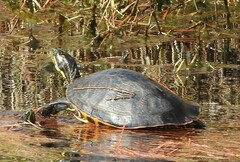 Pseudemys floridana