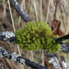 Orthotrichaceae