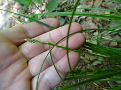 Carex divulsa