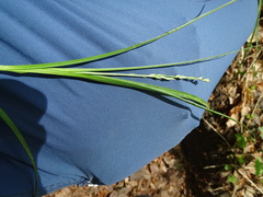 Carex divulsa