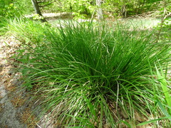 Carex divulsa