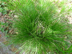 Carex divulsa