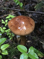 Tricholoma fulvum