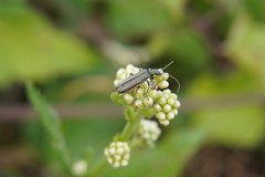Oedemera