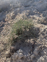 Eriogonum lonchophyllum