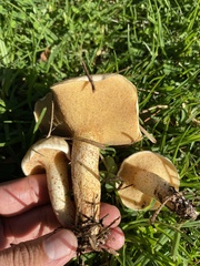 Suillus bellinii