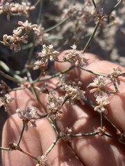 Eriogonum lonchophyllum
