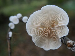 Crepidotus variabilis