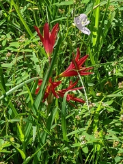 Zephyranthes bifida