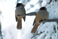 Perisoreus infaustus