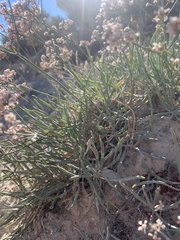 Eriogonum lonchophyllum