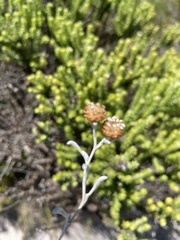 Helichrysum cochleariforme