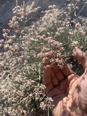 Eriogonum lonchophyllum
