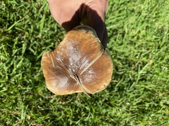 Suillus bellinii