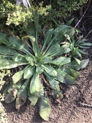 Lactuca virosa