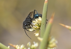 Stangeella cyaniventris