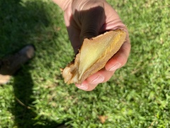 Suillus bellinii